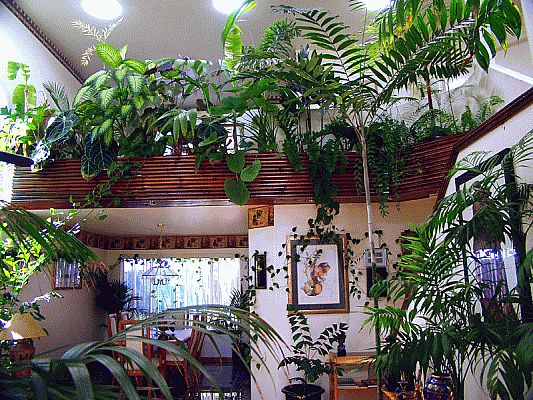 plants decoration