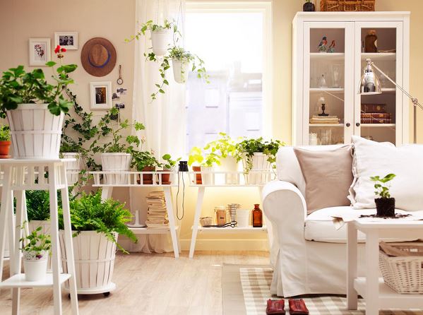plants for home decor