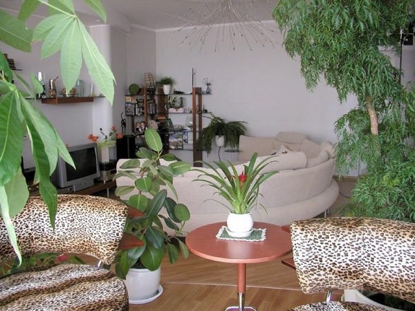 home decor plants