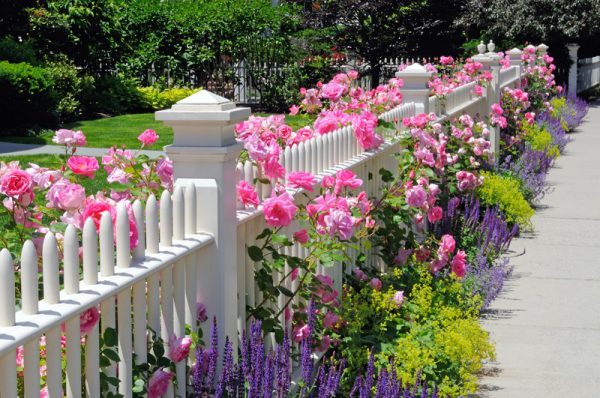 rose fence