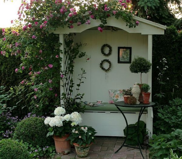 patio roses