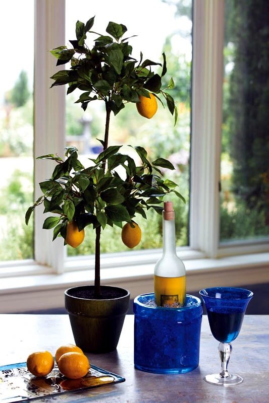 lemon tree indoor 