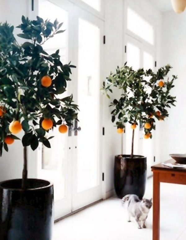 lemon trees indoors 