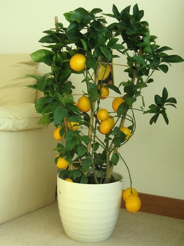 grow a lemon tree