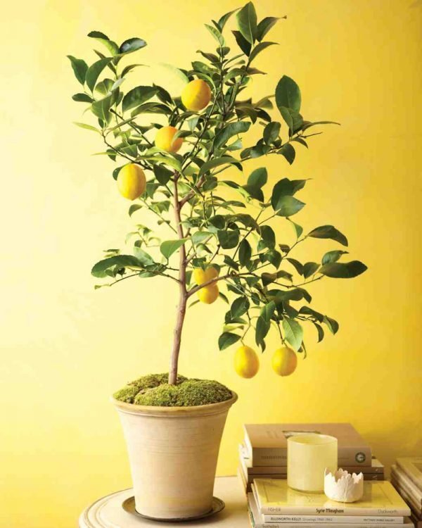 potted lemon tree