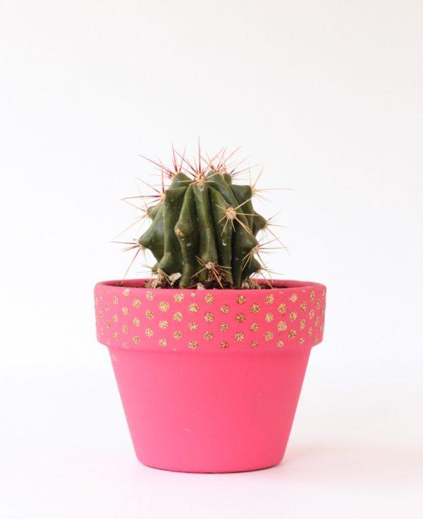 small decorative plant pots 