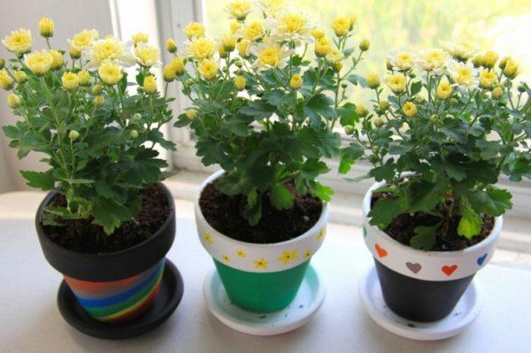 decorate your own flower pot 