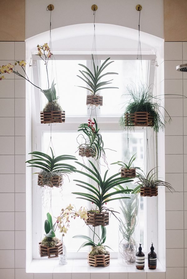 plants hangers 