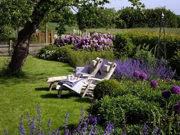 landscaping with lavender
