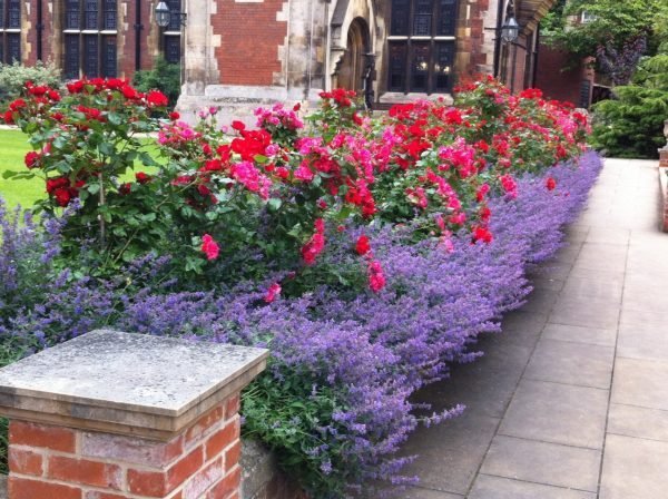 Lavender garden