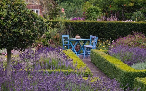 lavender flower garden