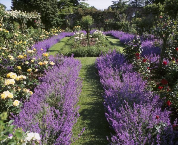 the lavender garden