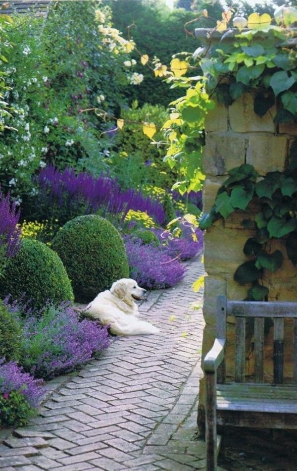 lavender flower garden 1
