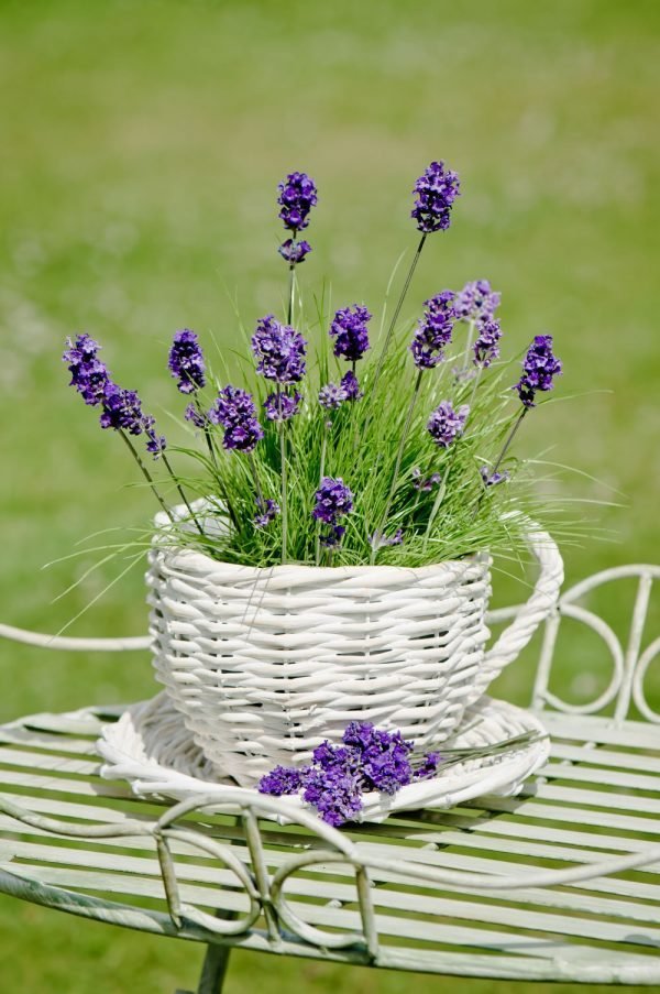 caring for lavender plants in pots 