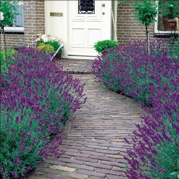 the lavender garden 1 