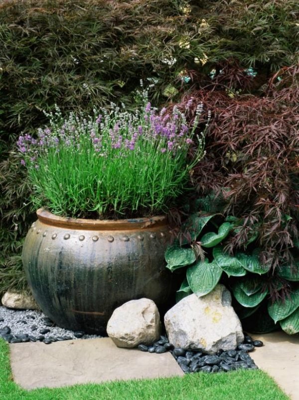 growing lavender in pots outside 1