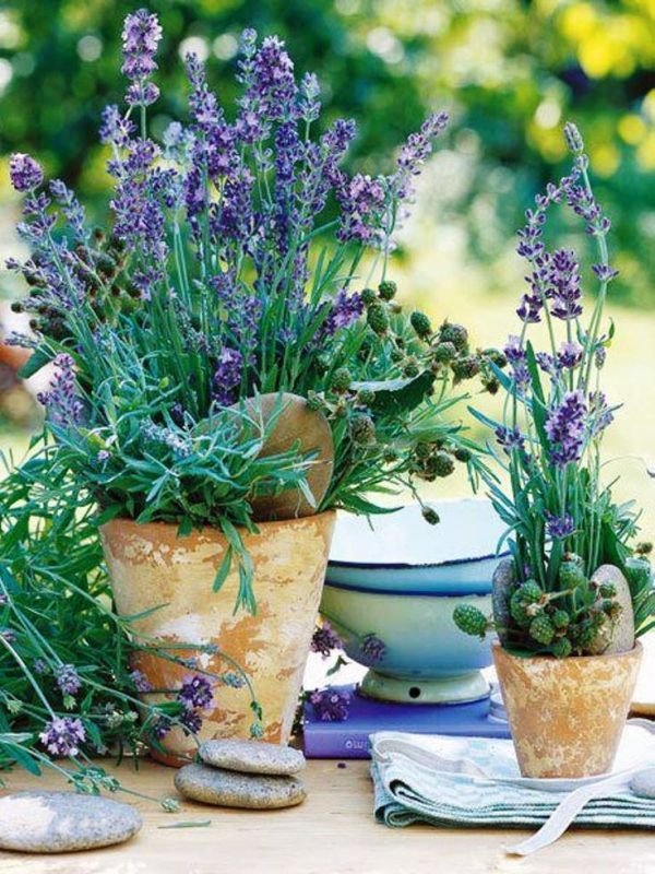 planting lavender in pots