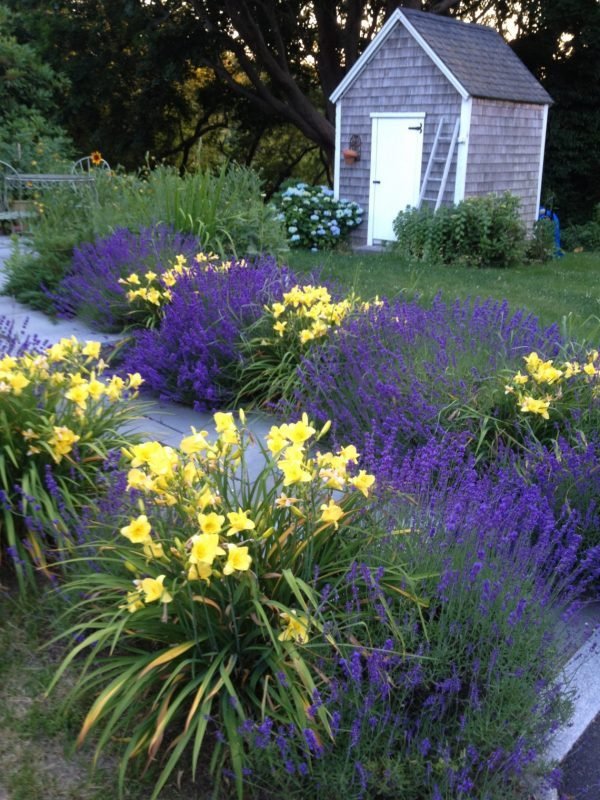 lavender garden 1
