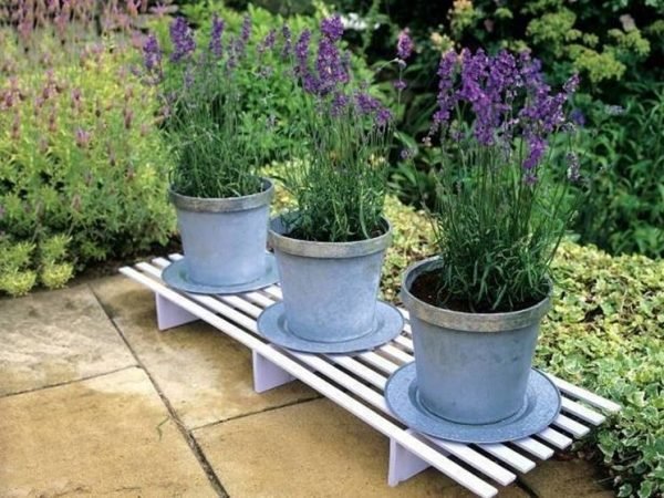 growing lavender in pots outside