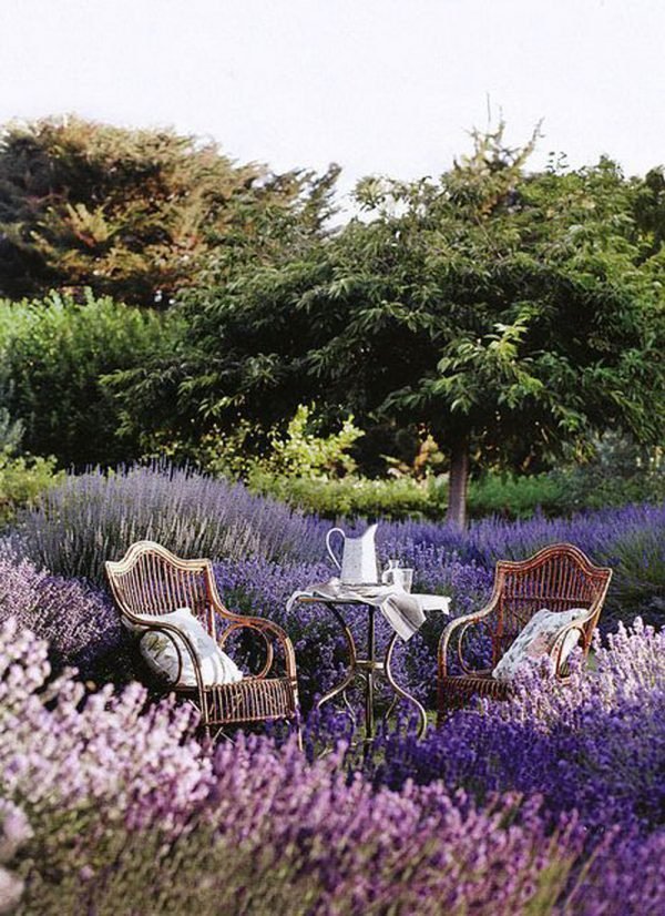 landscaping with lavender 2
