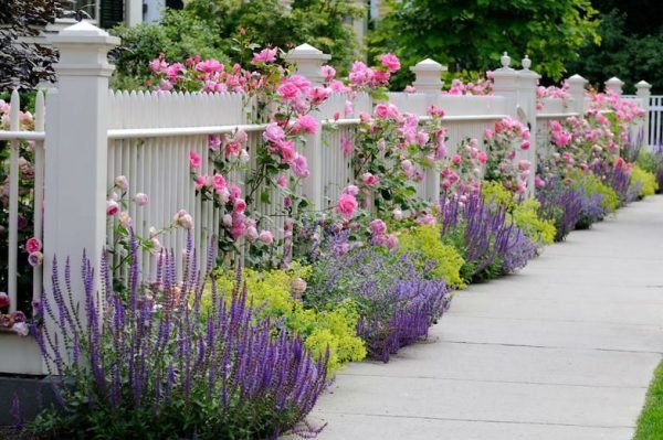  lavender flower garden 2