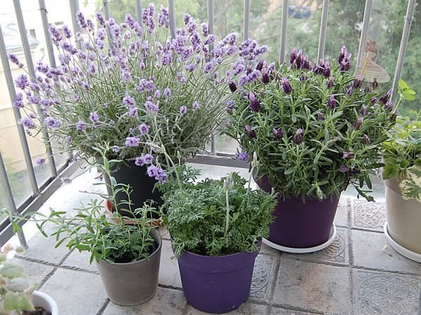 growing lavender in pots