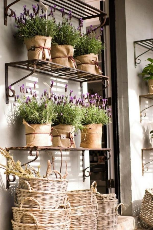 Planting lavender in pots 