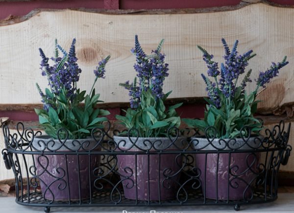 lavender in pots