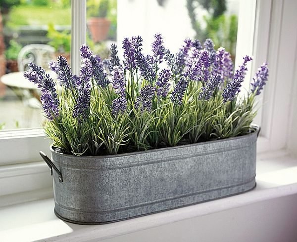 lavender indoor plant