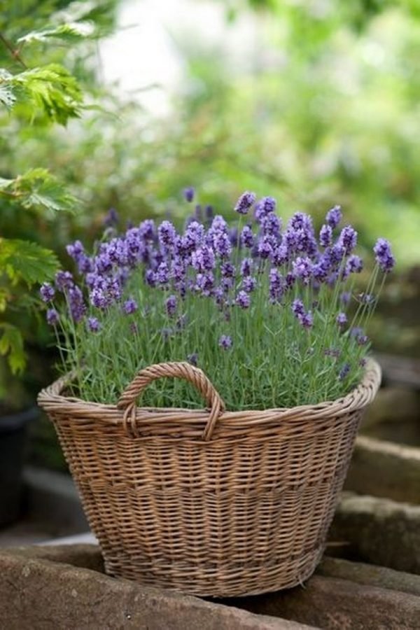 growing lavender plants 