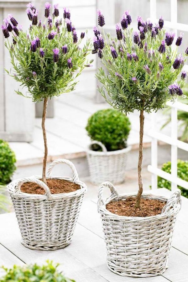 lavender trees in pots