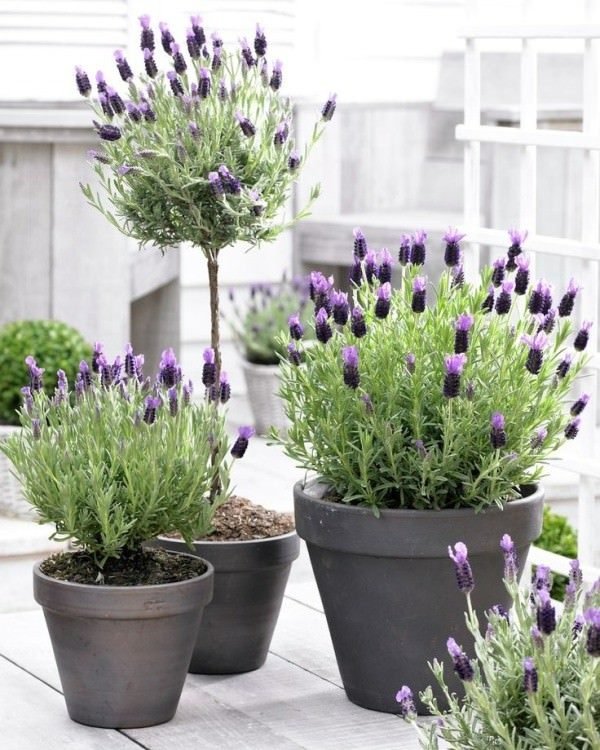 Live Lavender Plant in Moss Pot