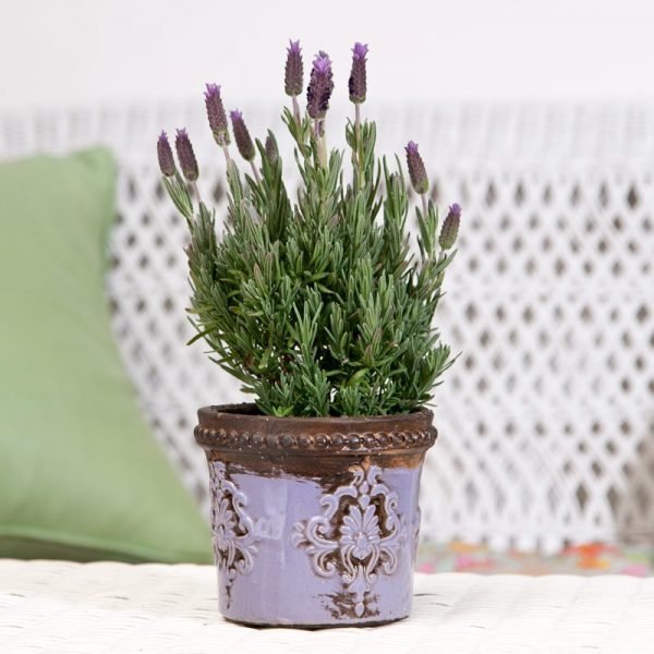 lavender plant in pot 