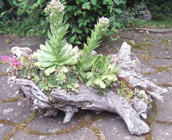 Tree stump flower pot