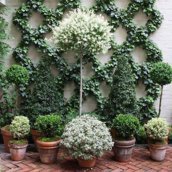 wall climbing plants