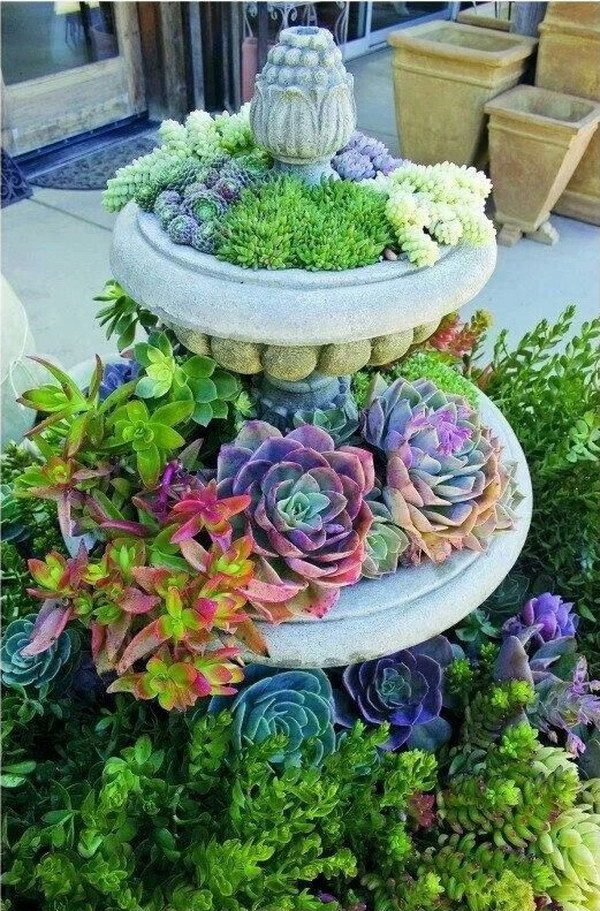 succulent display ideas
