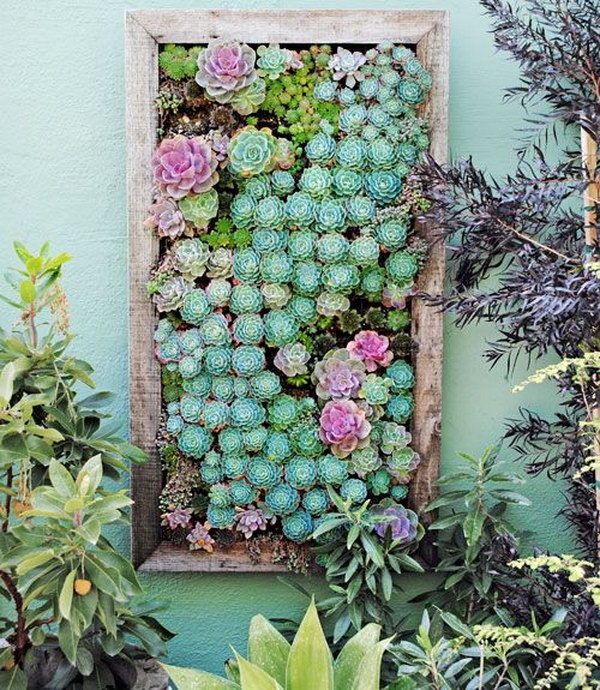 wall mounted succulent garden