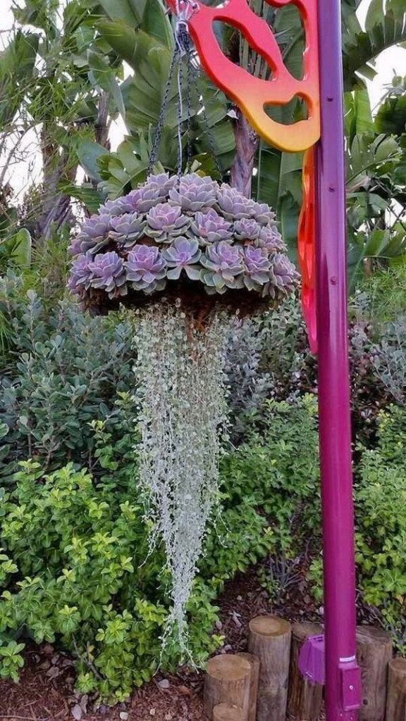 Succulent garden ideas