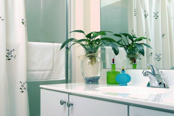 plant in bathroom