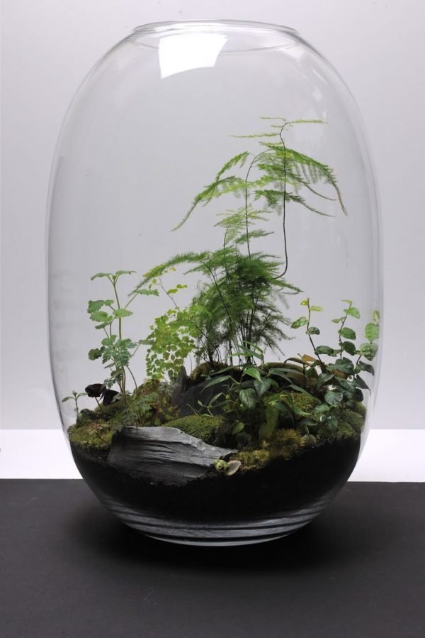 glass plant terrarium