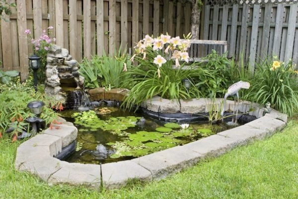 garden pond plants