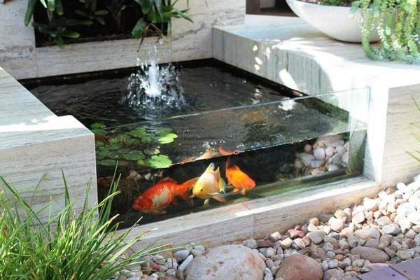beautiful aquarium