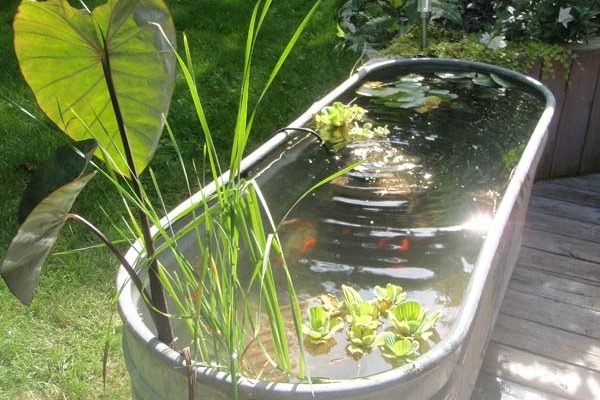 cheap aquarium