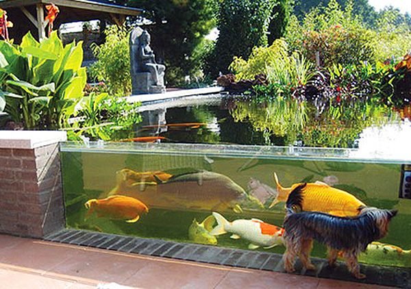 glass aquariums