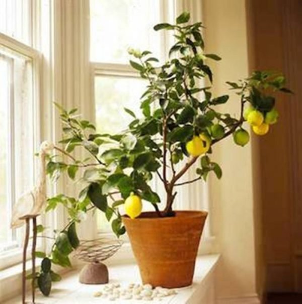 lemon tree decoration