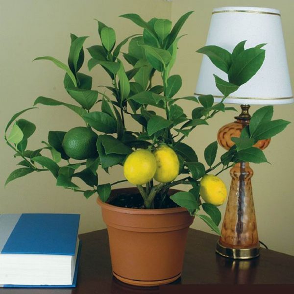 lemon trees in pots