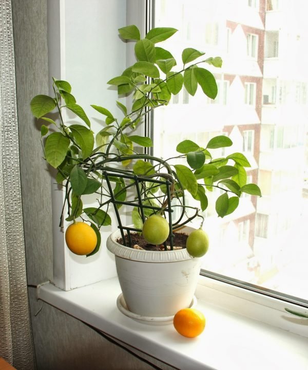 small lemon trees 
