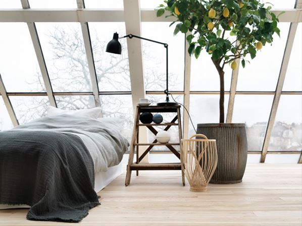 lemon tree decor 