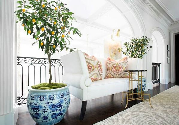 Indoor lemon tree
