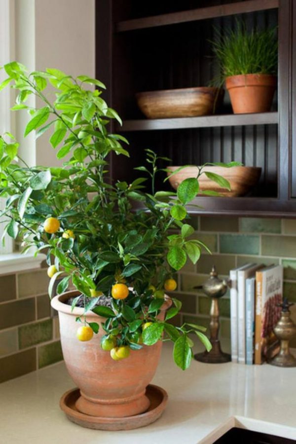 how to grow lemon tree